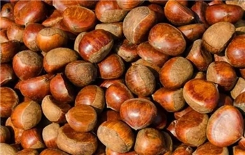 冷水板栗PEELED CHESTNUTS IN ALUM WATER