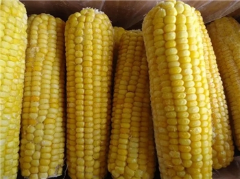 冻蒸煮玉米棒IQF CORN ON THE COB